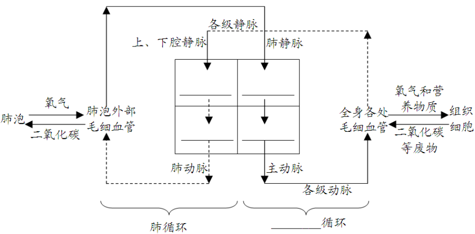 血液循环